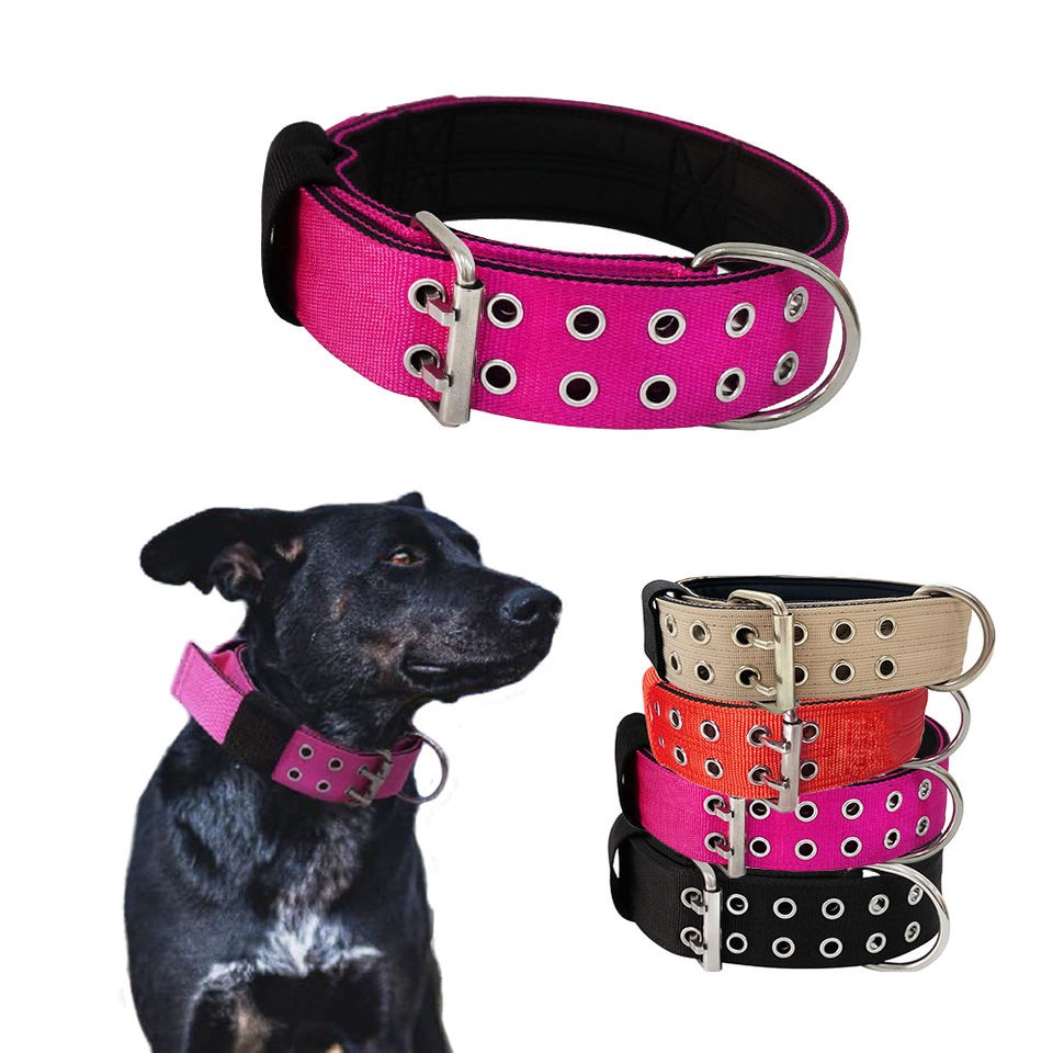 dog running collar