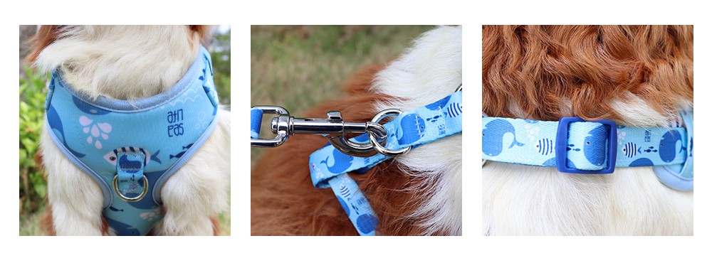 english bulldog harness