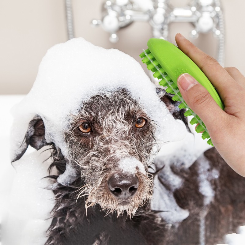 Best pet grooming tool