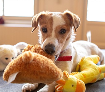 Jouets pour animaux de compagnie