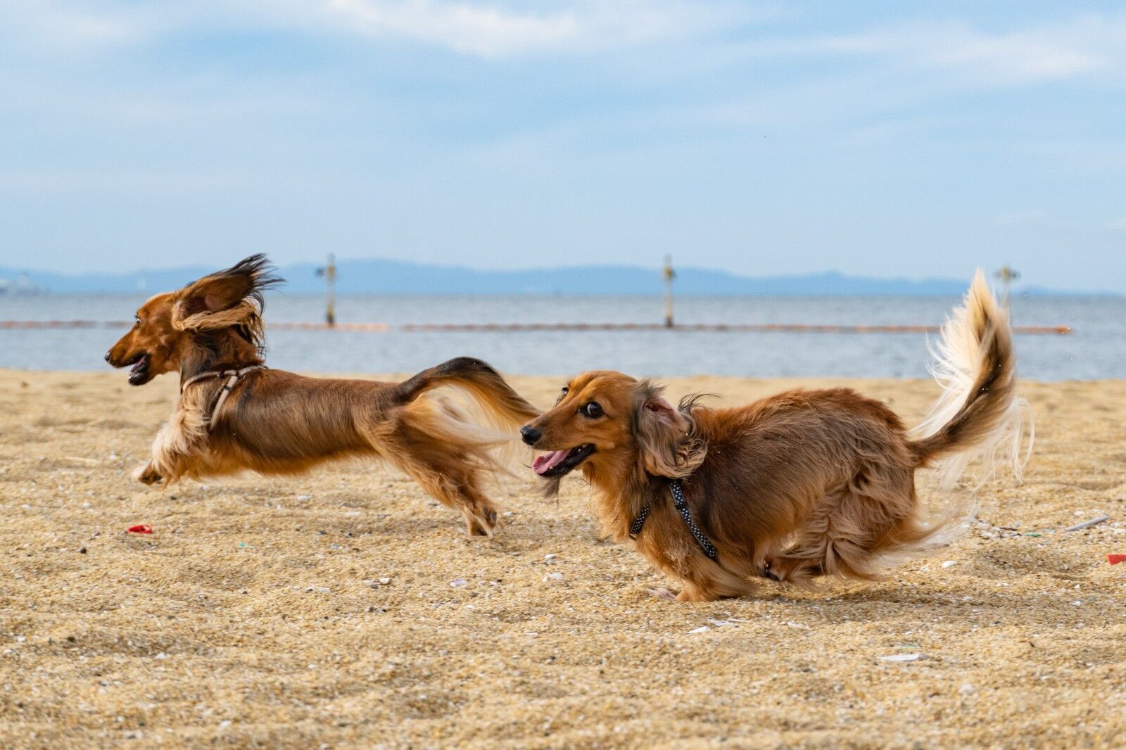 Comment savoir si votre chien a besoin d'un harnais ?