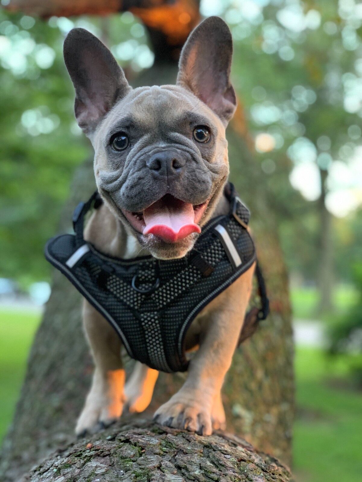 A quel âge un chien doit-il porter un harnais ?