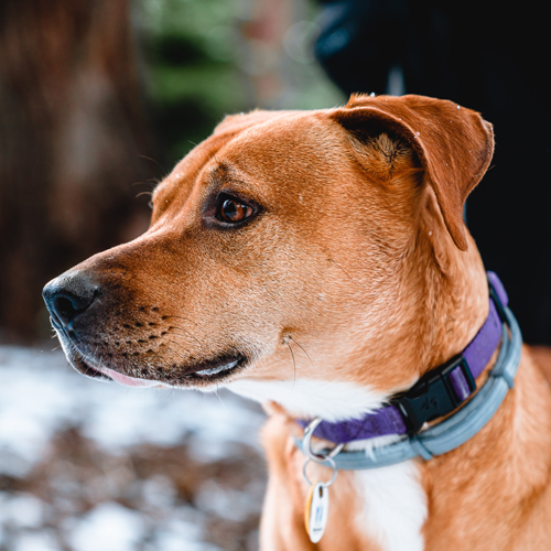 Pet Collar